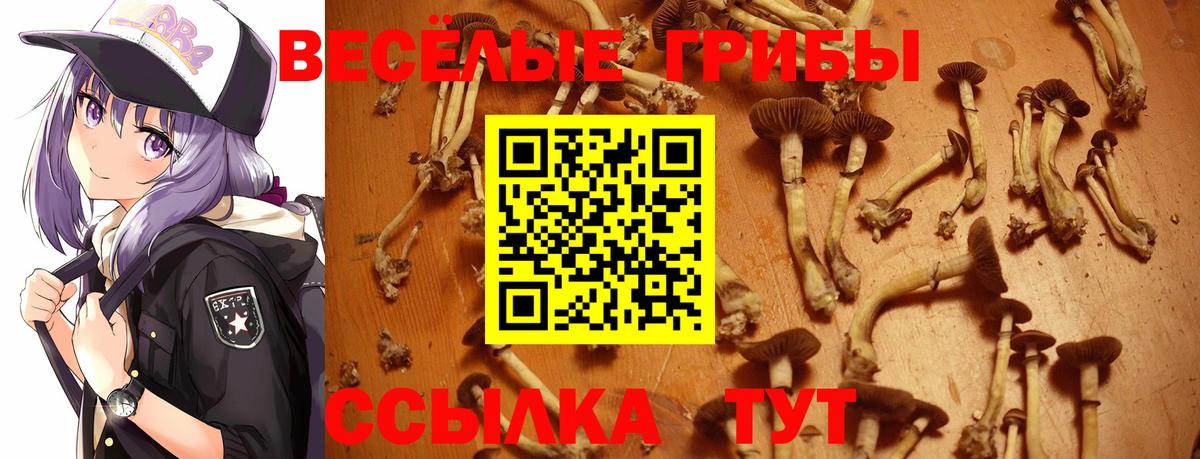 Псилоцибиновые грибы прущие грибы  Псилоцибиновые грибы Cubensis  Всеволожск  наркотики  Вход с VPN 